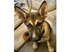 Adopt Porsche - Bently a Husky