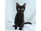 Adopt Onix a Domestic Short Hair