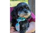 Adopt Creed a Cockapoo