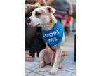 Adopt Emmitt a Pit Bull Terrier