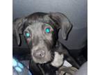 Adopt Spooky F NV a Black Labrador Retriever