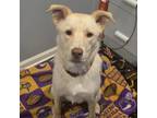 Adopt Elf a Husky, Australian Shepherd