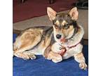 Adopt Ms Betty a Australian Cattle Dog / Blue Heeler, Australian Shepherd