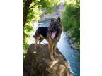 Adopt Kainan a German Shepherd Dog