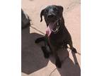 Adopt Peanut a Labrador Retriever