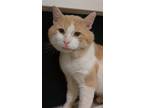 Adopt Thomas O'Malley a Domestic Short Hair