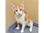 Adopt Griffin a American Shorthair