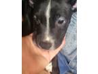 Adopt Randy a Black - with White Boxer dog in Auburn, PA (34627479)