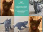 Adopt Thomas a Gray or Blue American Shorthair (short coat) cat in Hearne