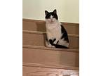 Adopt Aries & Remy a Black & White or Tuxedo Domestic Shorthair (short coat) cat