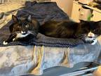 Adopt Elroy & Astro a Black & White or Tuxedo Domestic Mediumhair (medium coat)