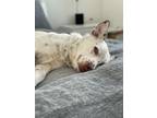 Adopt Mumbles a Tricolor (Tan/Brown & Black & White) Australian Shepherd /