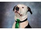 Adopt Jack (fka Jax) a White - with Black Mixed Breed (Medium) dog in Xenia