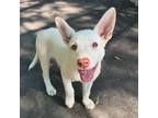 Adopt Biscuit a German Shepherd Dog, Labrador Retriever