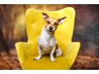 Adopt Apollo a Parson Russell Terrier, Mixed Breed