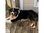 Adopt Sammy a Australian Shepherd