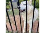 Adopt Chance a Husky