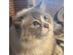 Adopt Jax a Persian