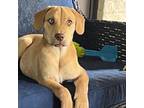 Adopt Chuckles a Beagle