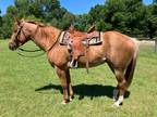 Red Roan Appendix Quarter Horse