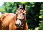 Cabo~Fancy All Around Dressage/Jump/Lesson/Trail/Family AQHA Gelding