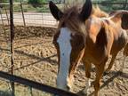 Yearling for Sale