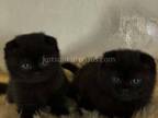 Dorothy Black Gorgerous Scottish Fold Baby Girl