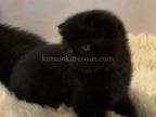 Darth Black Gorgerous Scottish Fold Baby Boy
