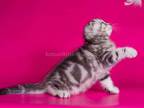 Nilson Silver Butterfly Marble Tabby Baby Boy