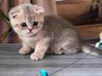 Little Bruce Blue Golden Baby Boy Scottish Fold
