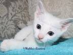 Russian White Kittens