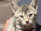 Bengal Manx Mix