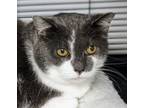 Adopt Suzy a Domestic Short Hair