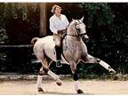WarmbloodPartnerships