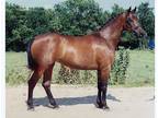 Mare, very healthy