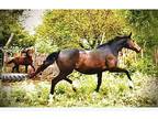 Mare BreedRide