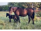 Broodmare special