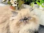 Persian Kittens Male And Females