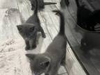 Russian Blue Babies