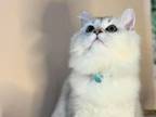 British Kittens