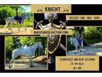 Knight~Fancy*Gentle*Smooth Gaited*Family/Trail TWH Gelding