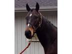 For Sale: 2007 OTTB Gelding "Val"