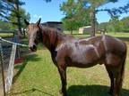 MFT Gelding 17yr