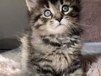 Norwegian Forest