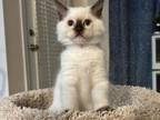 Skye's Kittens
