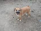 Sunny, Golden Retriever For Adoption In Huntington, Indiana
