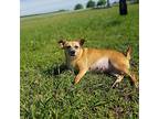 Lily, Airedale Terrier For Adoption In Huntington, Indiana
