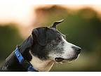 Kori, Labrador Retriever For Adoption In Lone Oak, Texas