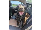Pepper, Labrador Retriever For Adoption In Lone Oak, Texas