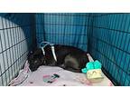 Rosemary, Labrador Retriever For Adoption In Commerce, Texas